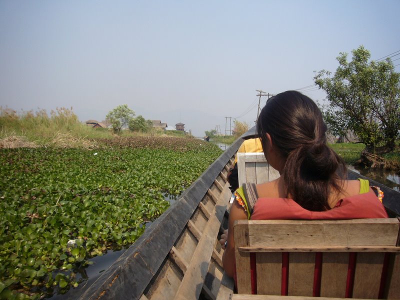 Through reed-covered canals